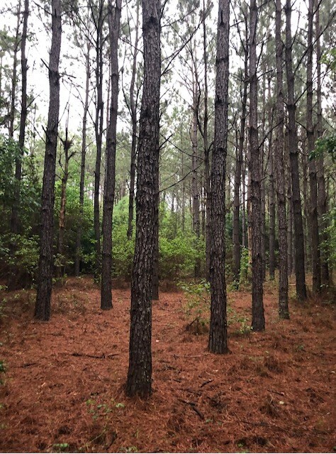 TRACT4-A Fm 357, Apple Springs, TX 75926 - photo 8