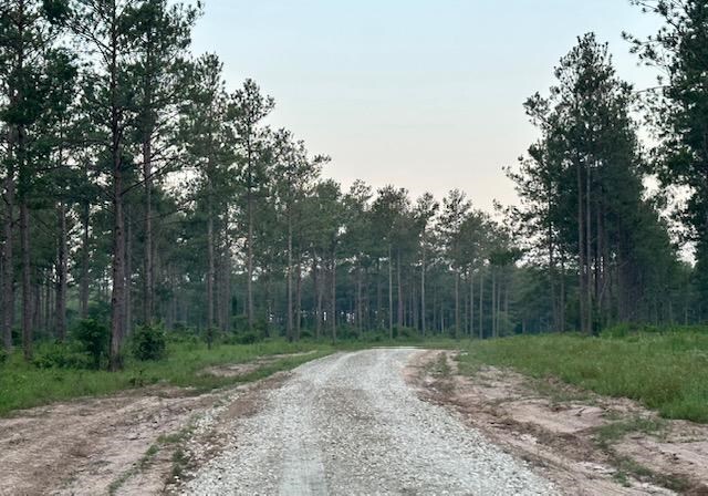 TRACT4-A Fm 357, Apple Springs, TX 75926 - photo 4