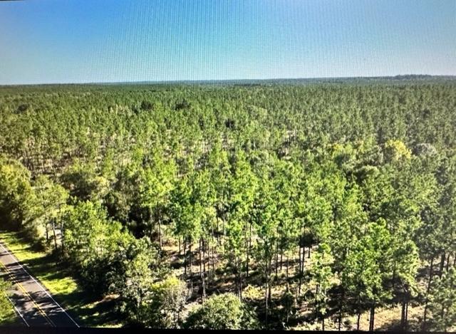 TRACT4-A Fm 357, Apple Springs, TX 75926 - photo 11