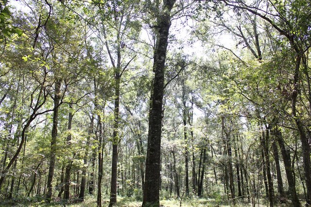 6483 Fm 844, Huntington, TX 75949 - photo 41