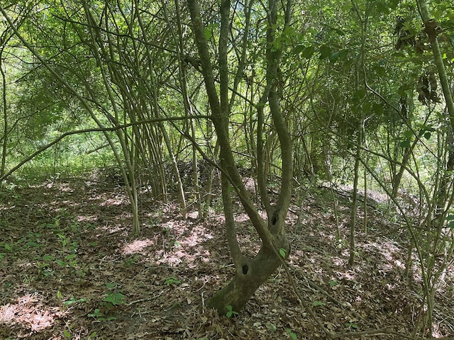 4499 Weaver Bend Rd, Huntington, TX 75949 - view of local wilderness