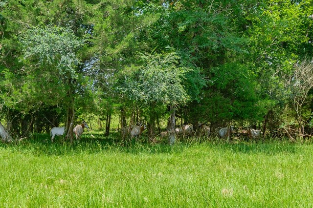 3860 Fm 2259, Nacogdoches, TX 75961 - photo 55