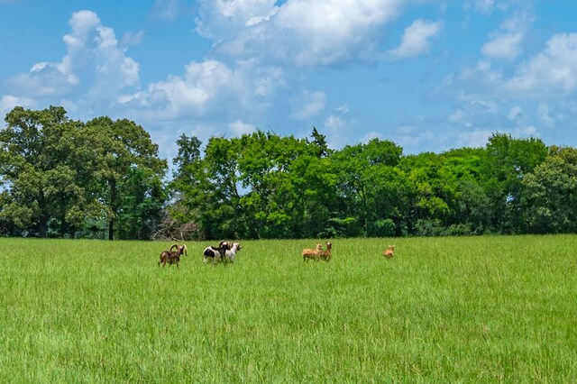 3860 Fm 2259, Nacogdoches, TX 75961 - photo 57