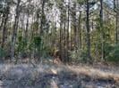 6/- County Road 3400, Colmesneil, TX 75938