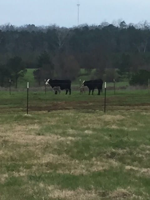 view of property's community with a rural view