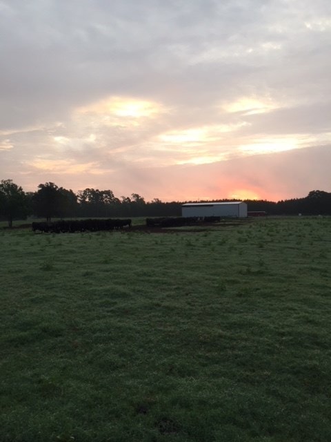 yard at dusk featuring a rural view