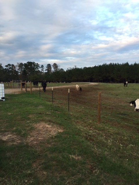 view of yard with a rural view