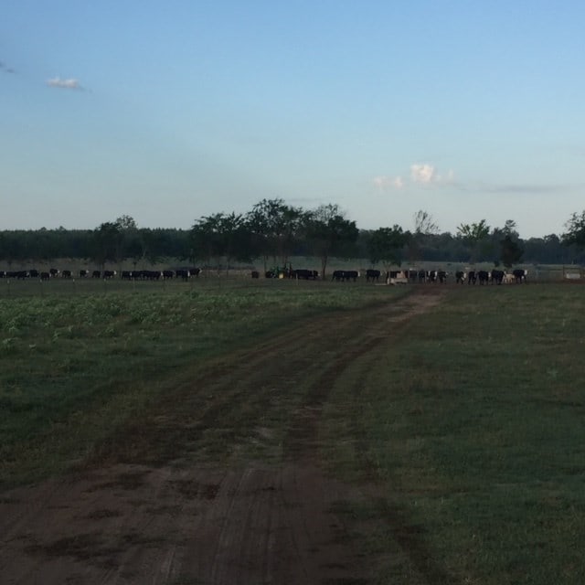 view of yard with a rural view