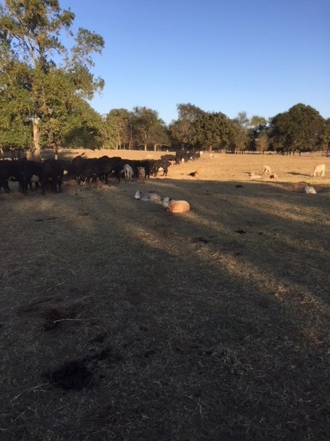 view of yard with a rural view