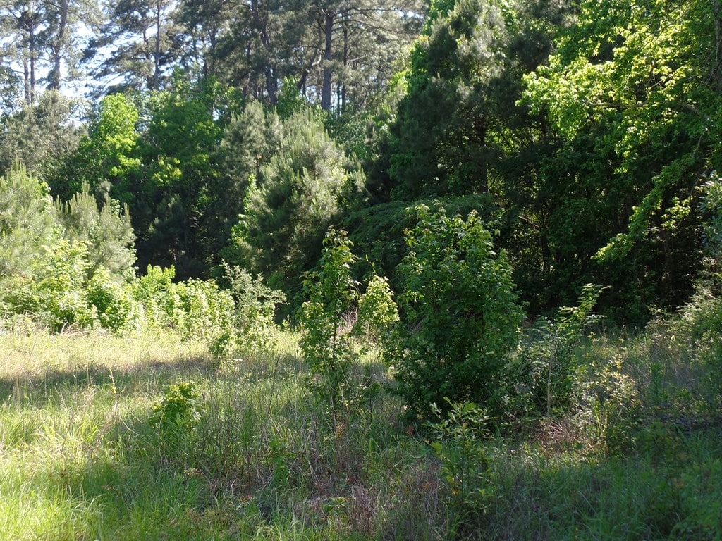 5185 Sh 21 E, Hemphill, TX 75948 - photo 4