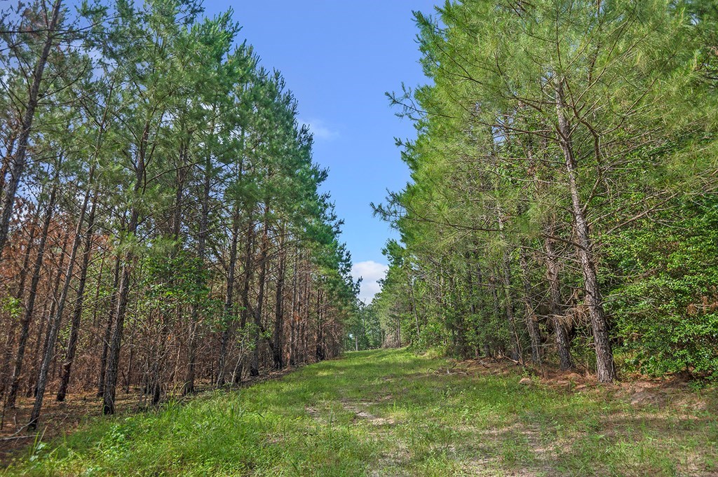 380 County Road 029, Jasper, TX 75951 - photo 21