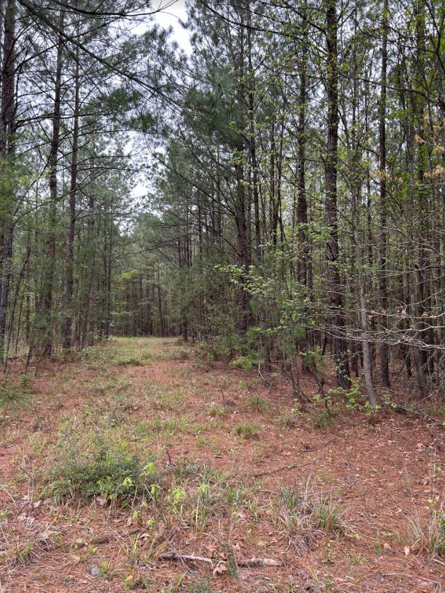 LOT102 Fm 705, Broaddus TX, 75929 land for sale