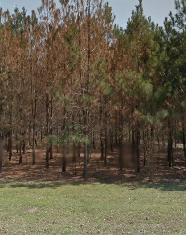 114 Evergreen Ln, Lufkin, TX 75904 - view of green lawn