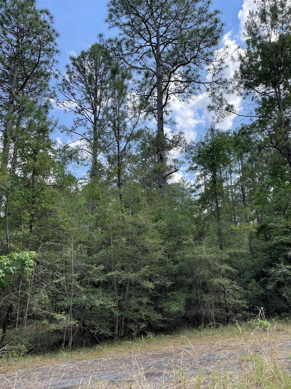 232 Sitka, Brookeland, TX 75931 - photo 4