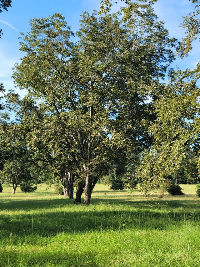 view of local wilderness