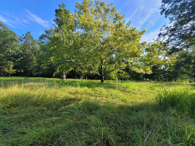 view of local wilderness