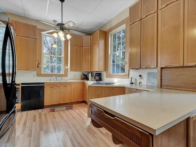 kitchen with a drop ceiling, ceiling fan, sink, black appliances, and light hardwood / wood-style flooring