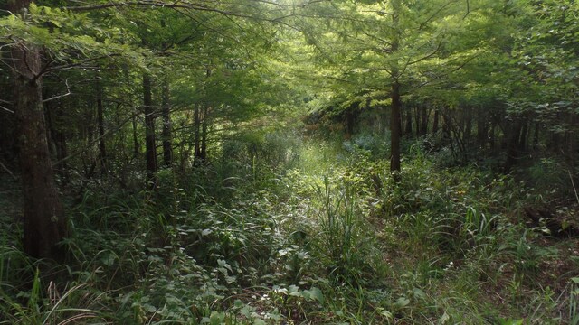 38.655AC County Road 20, Jasper, TX 75951