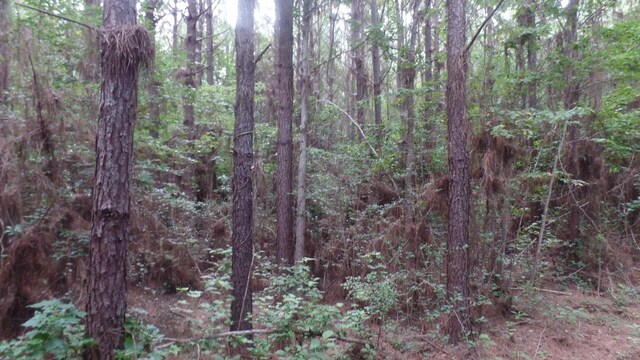 38.655AC County Road 20, Jasper, TX 75951