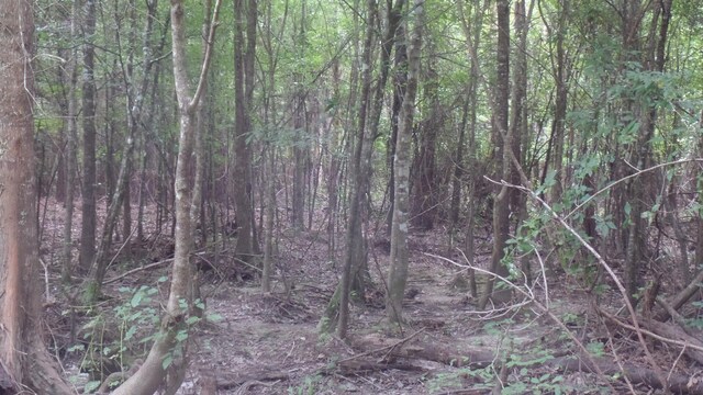 38.655AC County Road 20, Jasper, TX 75951
