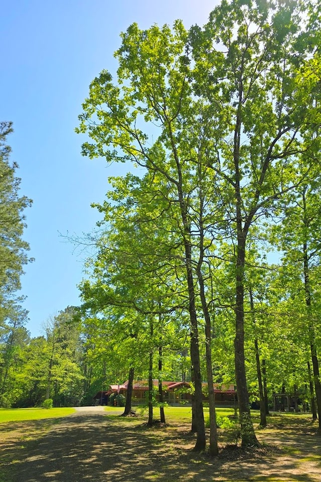 590 Angela Ln, Hemphill, TX 75948 - view of nature