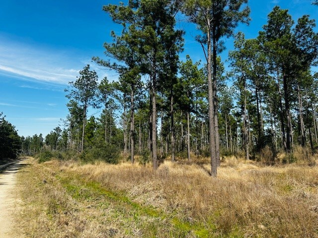 5-6LAIRDLANE Fm 357, Apple Springs, TX 75926 - photo 5