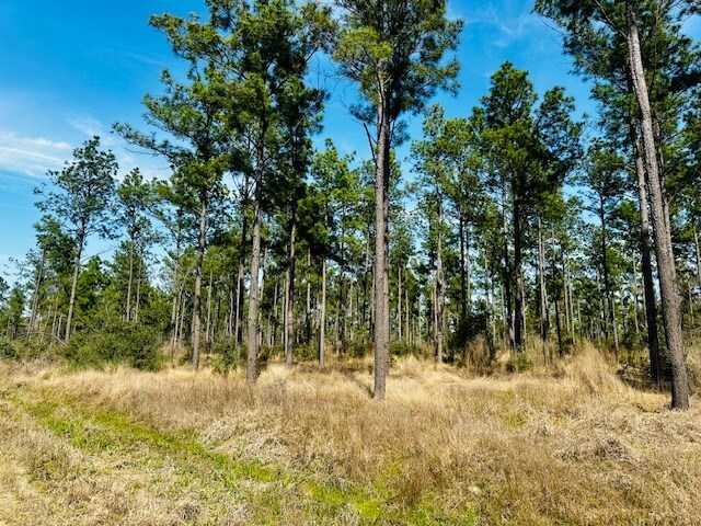 5-6LAIRDLANE Fm 357, Apple Springs, TX 75926 - photo 4