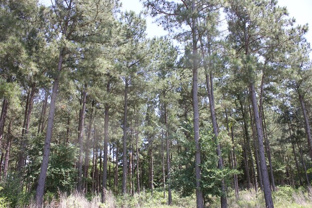 640 County Road 2218, Anderson, TX 75861 - photo 4