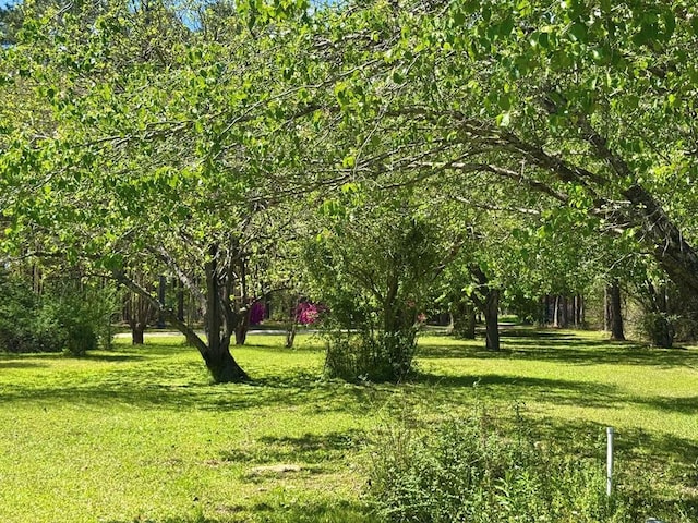 179 County Road 4587, Spurger, TX 77660 - view of green lawn
