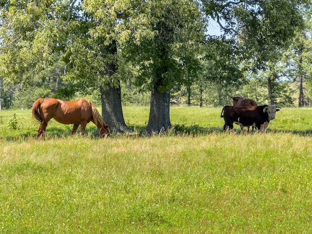R13687 Cheeseland Rd, Pollok, TX 75969