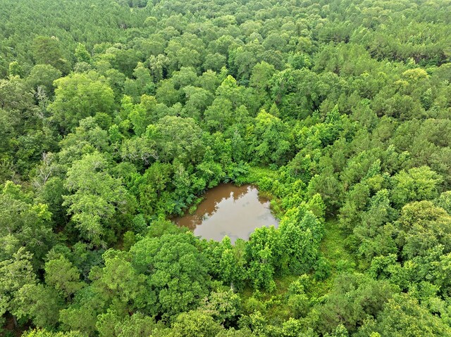 67.8ACRES County Road 613, Nacogdoches, TX 75964 - photo 12