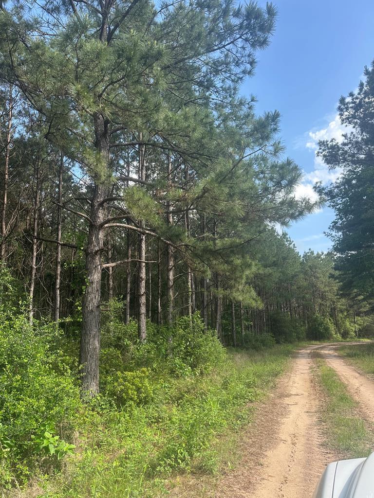 2 Fm 2262, Apple Springs, TX 75926 - photo 1