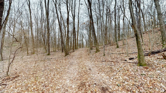 view of local wilderness