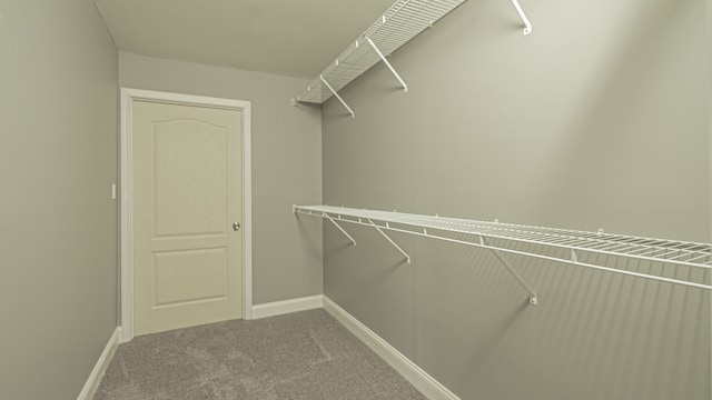 walk in closet featuring carpet flooring