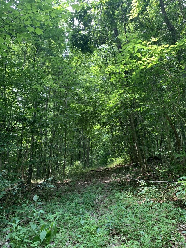 view of local wilderness