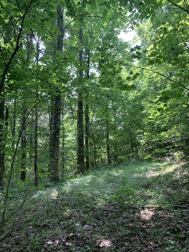 view of local wilderness