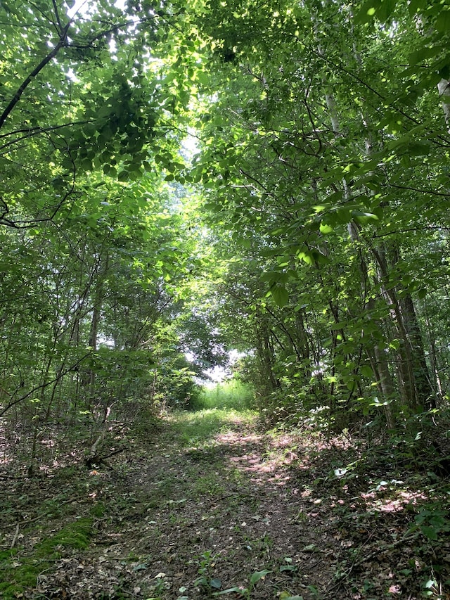 view of local wilderness