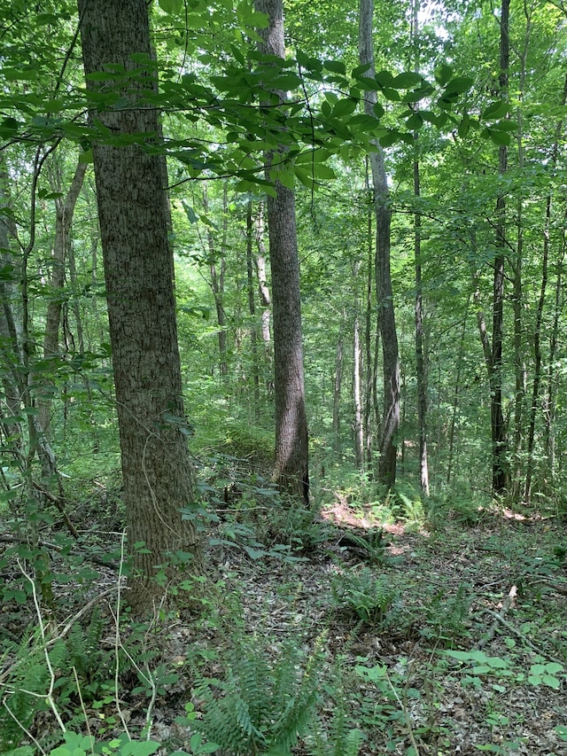 view of local wilderness