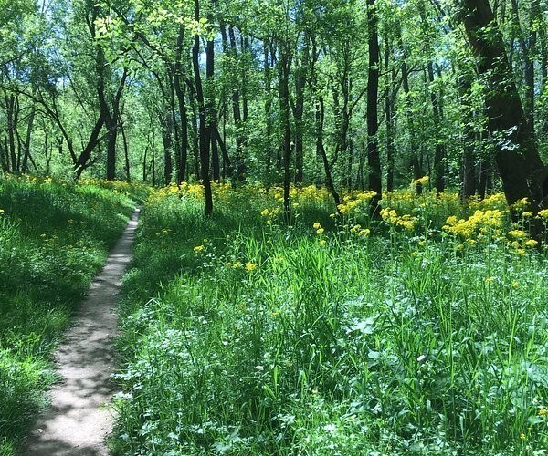 view of local wilderness