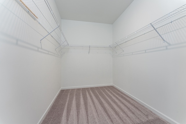 spacious closet featuring carpet flooring