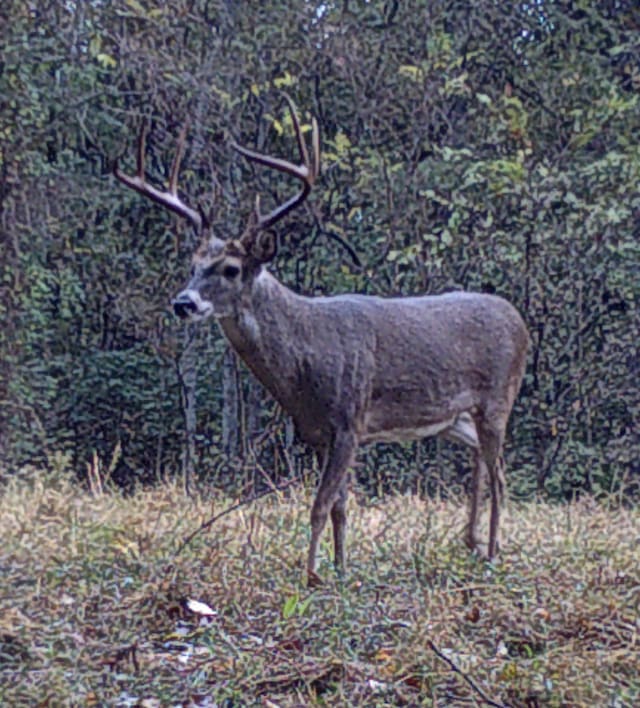 view of local wilderness