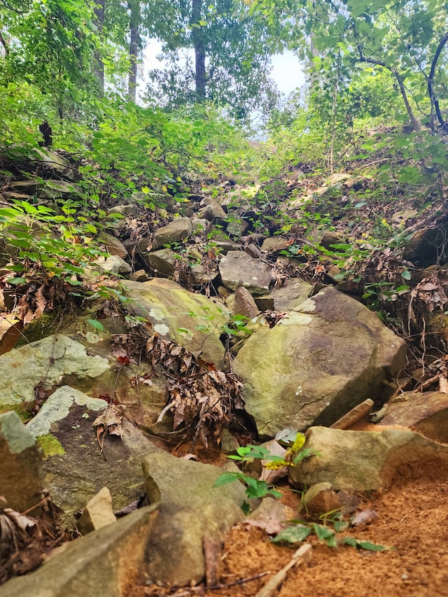 view of local wilderness