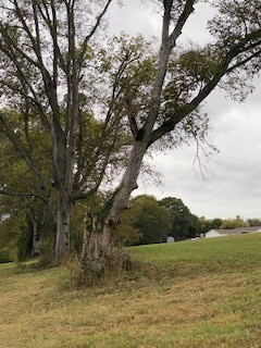 view of local wilderness