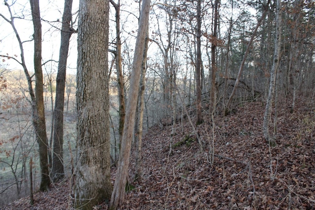 view of local wilderness