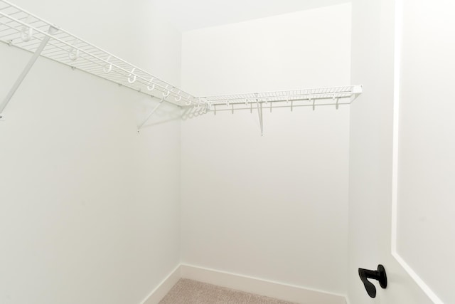 spacious closet featuring carpet