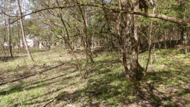 view of local wilderness