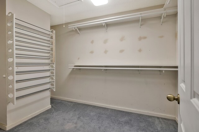 walk in closet with radiator heating unit and carpet