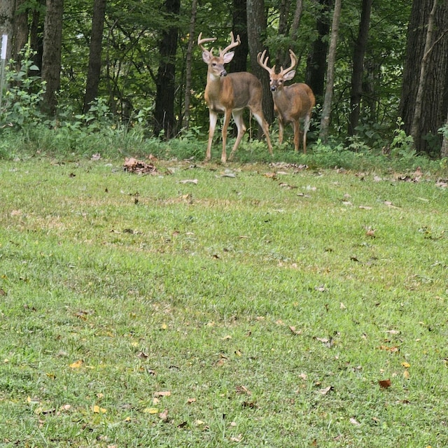 view of local wilderness