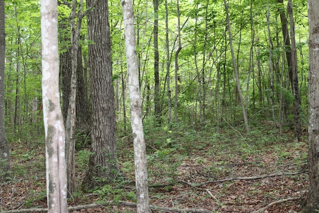 view of local wilderness