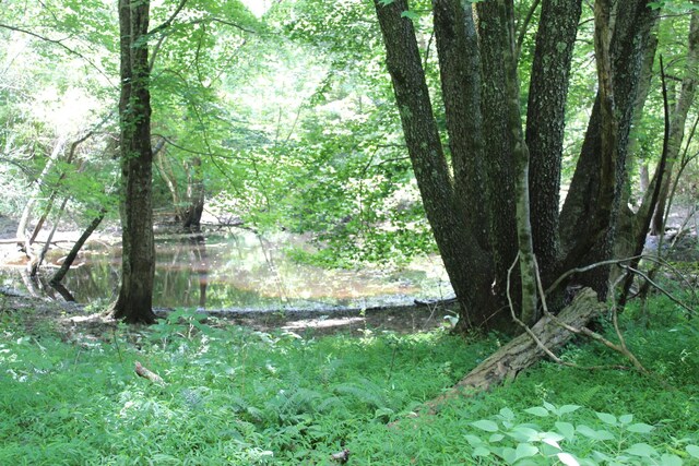 view of local wilderness featuring a water view